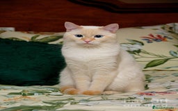 Siamés gatos en venta: Siames Red point - Imagen 2