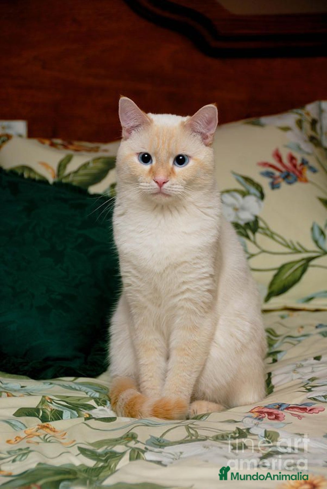 Siamés gatos en venta: Siames Red point - Imagen 2