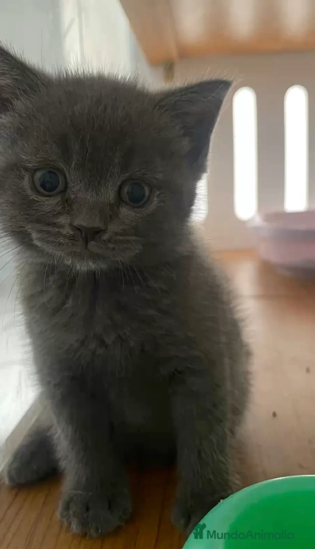 Azul Ruso gatos en venta: Preciosos gatos azul ruso. - Anuncio 4