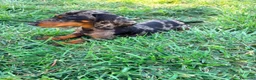 Teckel Miniatura perros en venta: Teckel miniatura  - Anuncio 5