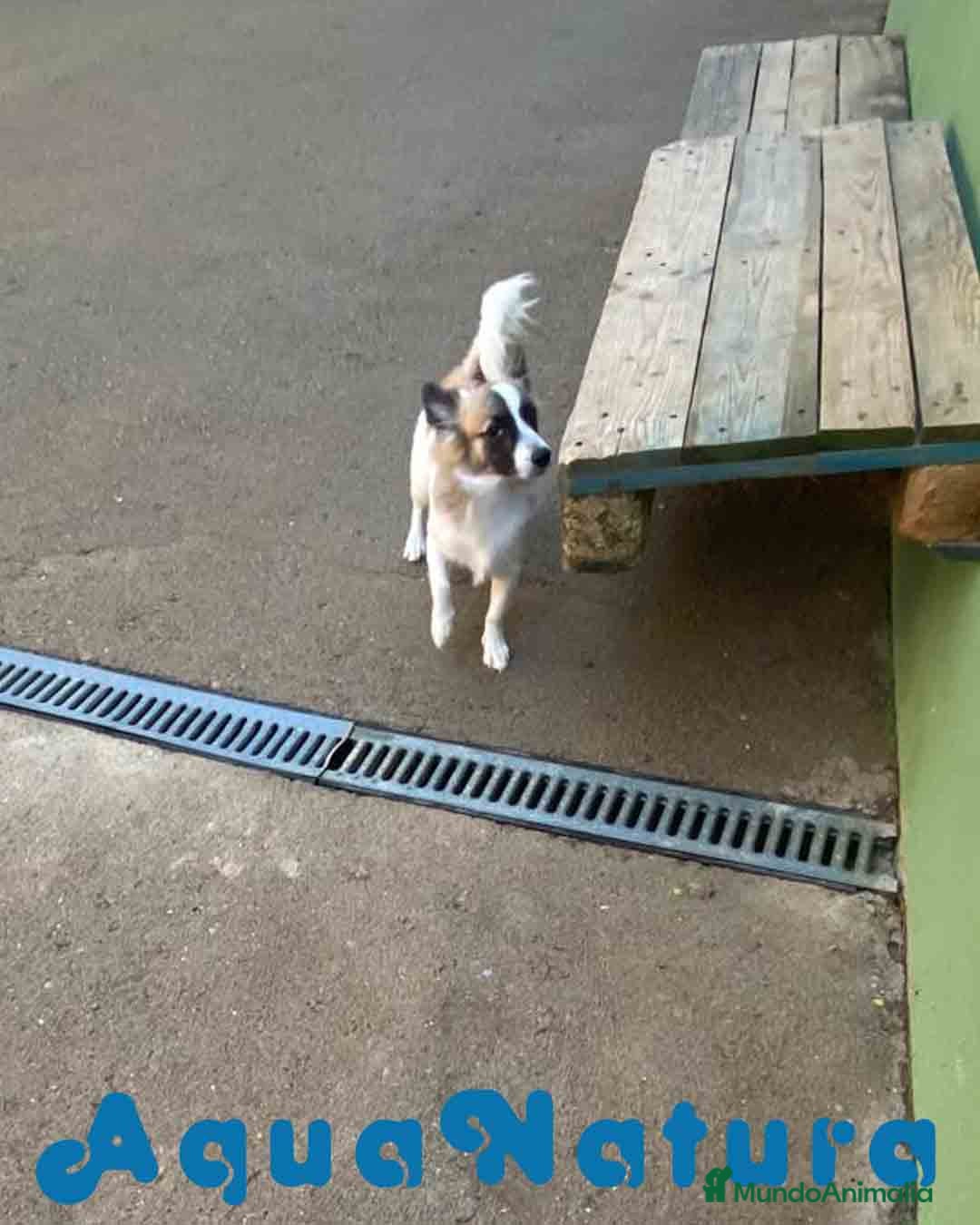 Pomchi perros en venta: Pomchi Macho de Japi y Manchitas 1750 AQUANATURA - Imagen 2