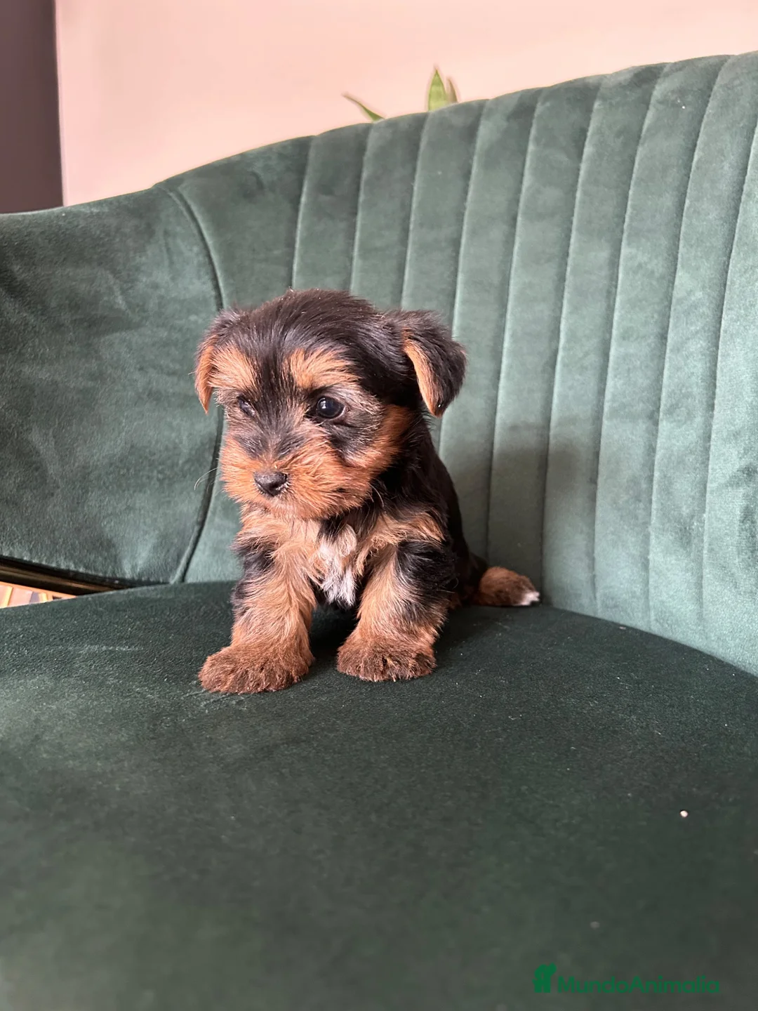Yorkshire Terrier perros en venta: yorkshire  - Anuncio 2