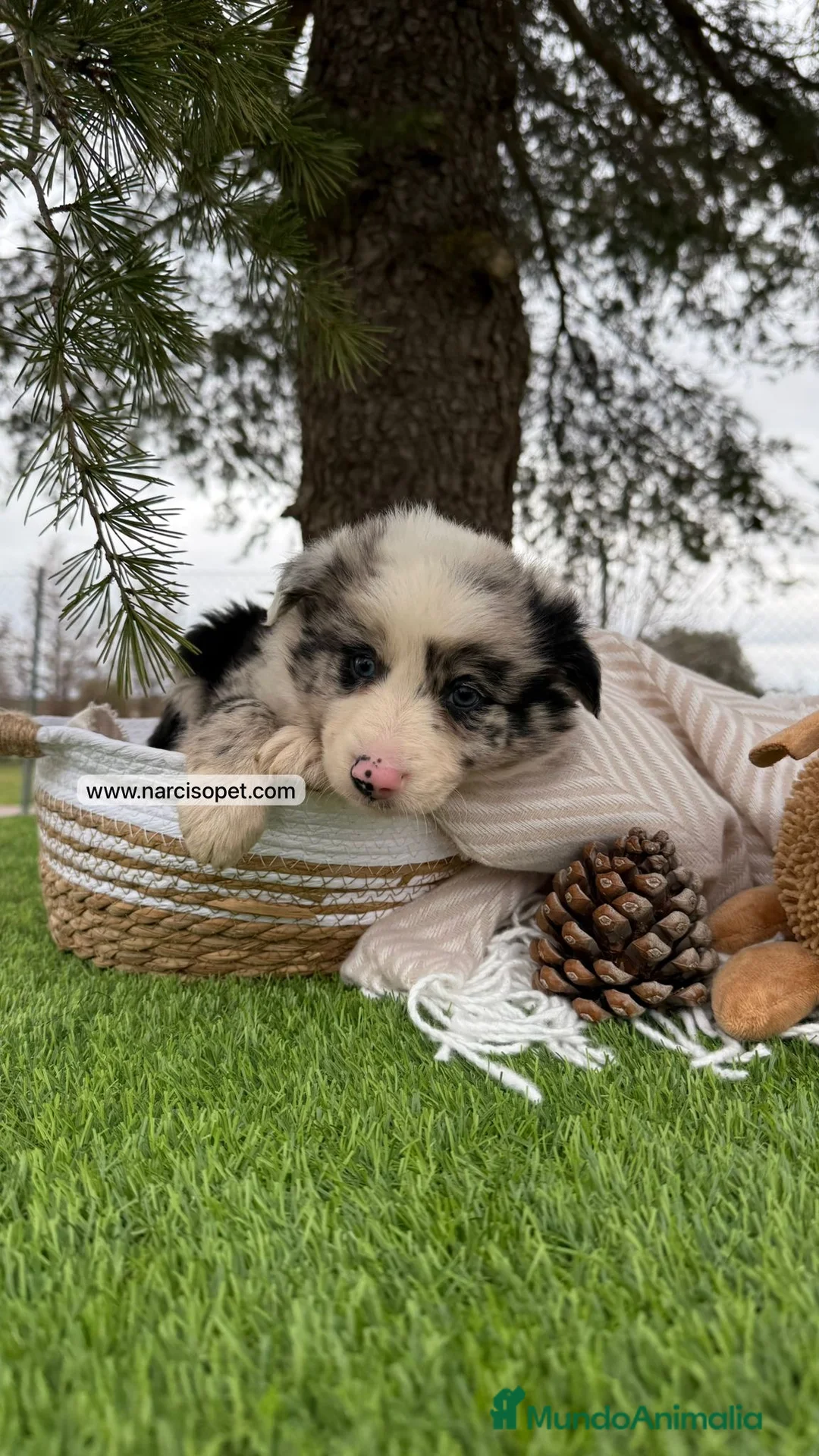 Border Collie perros en venta: PRECIOSOS BORDER COLLIE MERLE - Anuncio 5