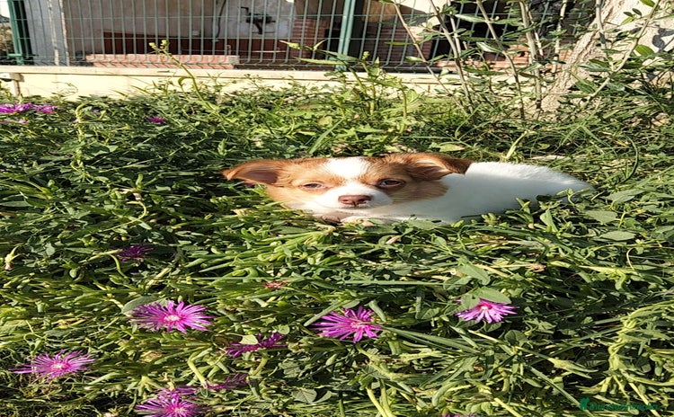 Chihuahua perros - Anuncio 1