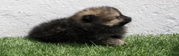 Pomerania perros en venta: Pomerania  - Anuncio 17