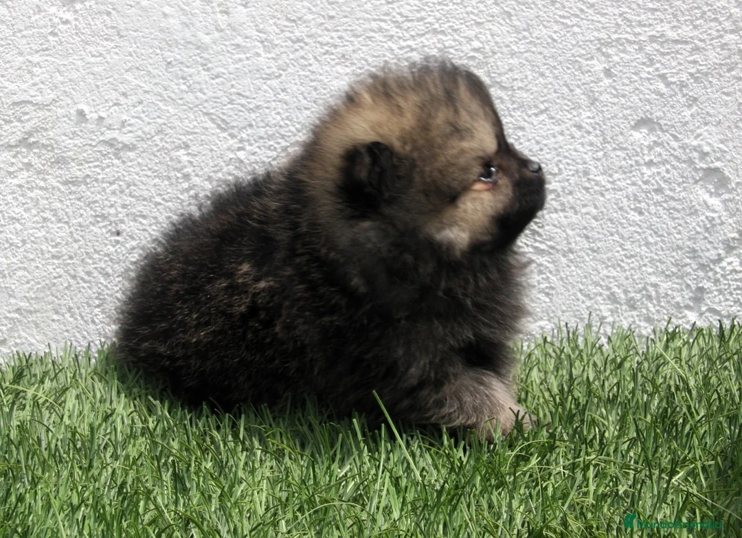 Pomerania perros en venta: Pomerania  - Anuncio 17