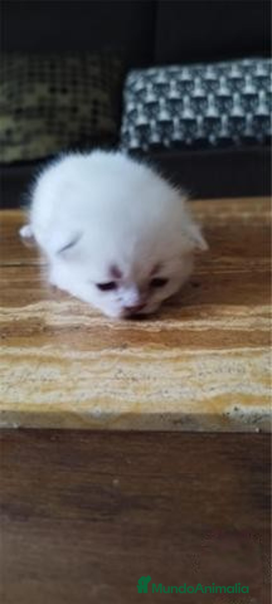 Scottish Fold gatos en venta: Scottish fold sealt point en Madrid - Imagen 7