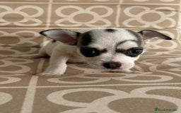 Chihuahua perros en venta: Macho chihuahua toys  - Imagen 2