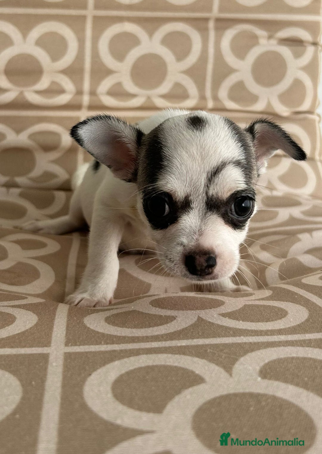 Chihuahua perros en venta: Macho chihuahua toys  - Imagen 2