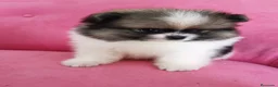 Pomerania perros en venta: Pomerania TOY Muñecas ♂️♀️ - Anuncio 20