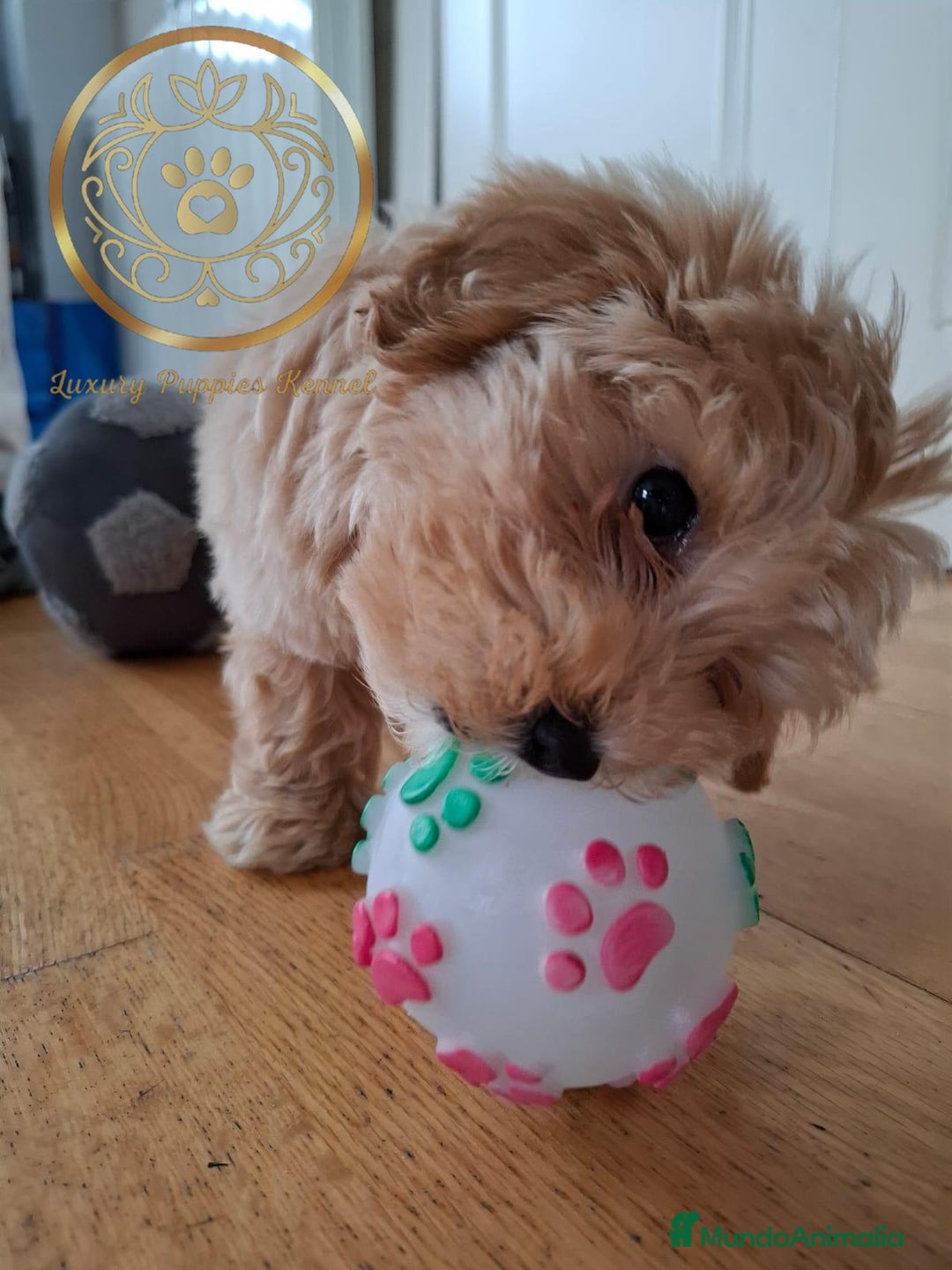 Maltipoo perros en venta: Maltipoo macho apricot  - Anuncio 3