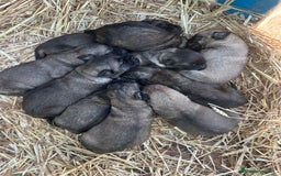 Mastín Español perros en venta: Mastín Español PUROS - Anuncio 1