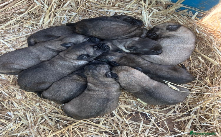 Mastín Español perros Mastín Español PUROS - Anuncio 1