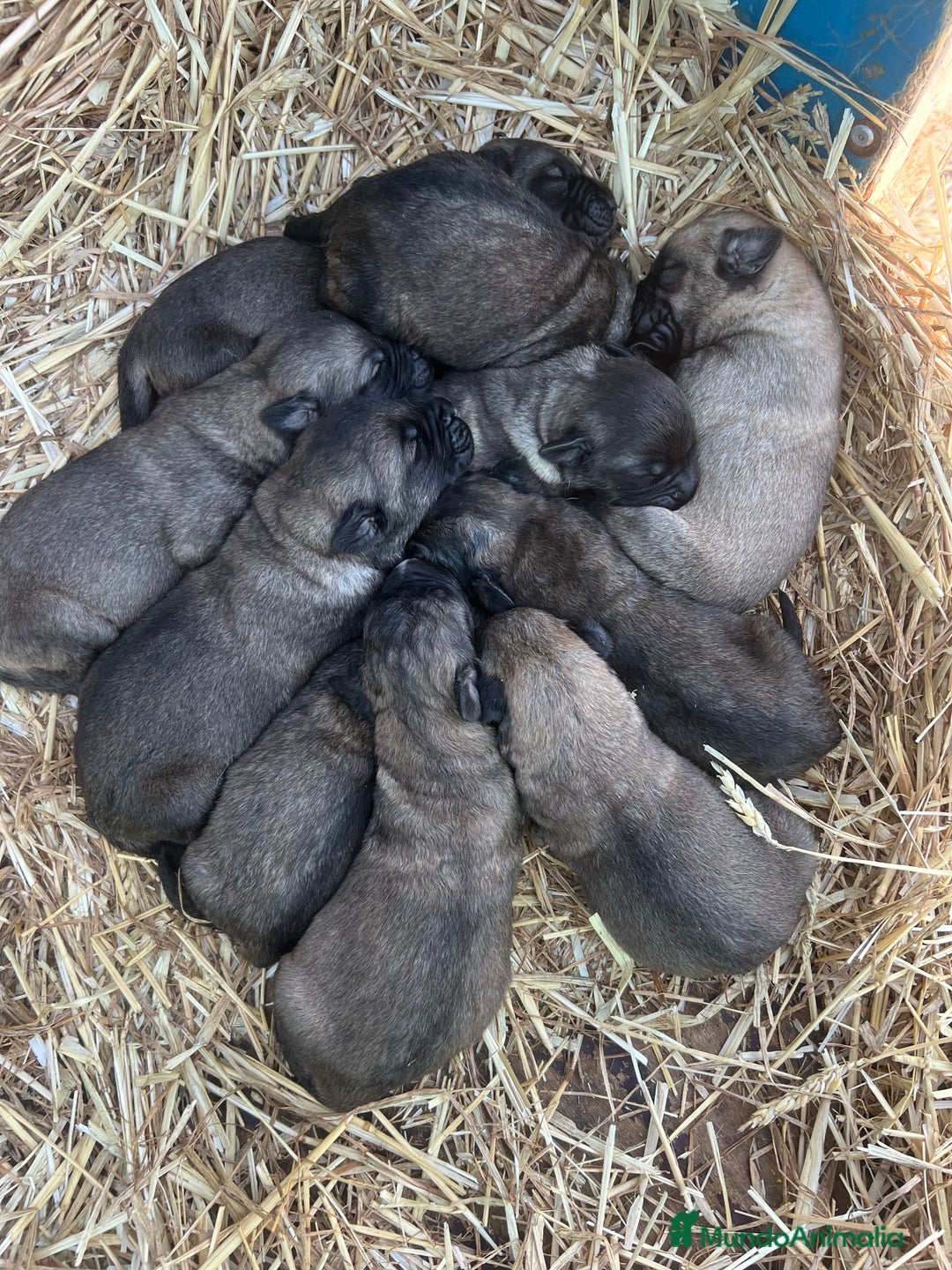 Mastín Español perros en venta: Mastín Español PUROS - Anuncio 1