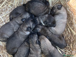 Mastín Español perros Mastín Español PUROS - Anuncio 1