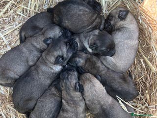 Mastín Español perros Mastín Español PUROS - Anuncio 3