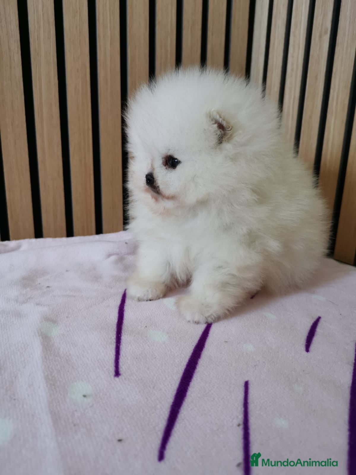 Pomerania perros Pomerania TOY Blanco nuclear ♂️ - Anuncio 1