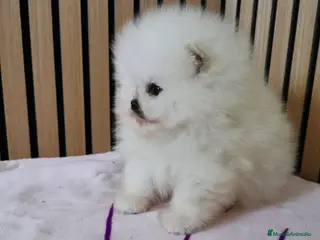 Pomerania perros Pomerania TOY Blanco nuclear ♂️ - Anuncio 1