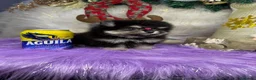 Pomerania perros en venta: POMERANIAS MINIATURA  - Anuncio 8