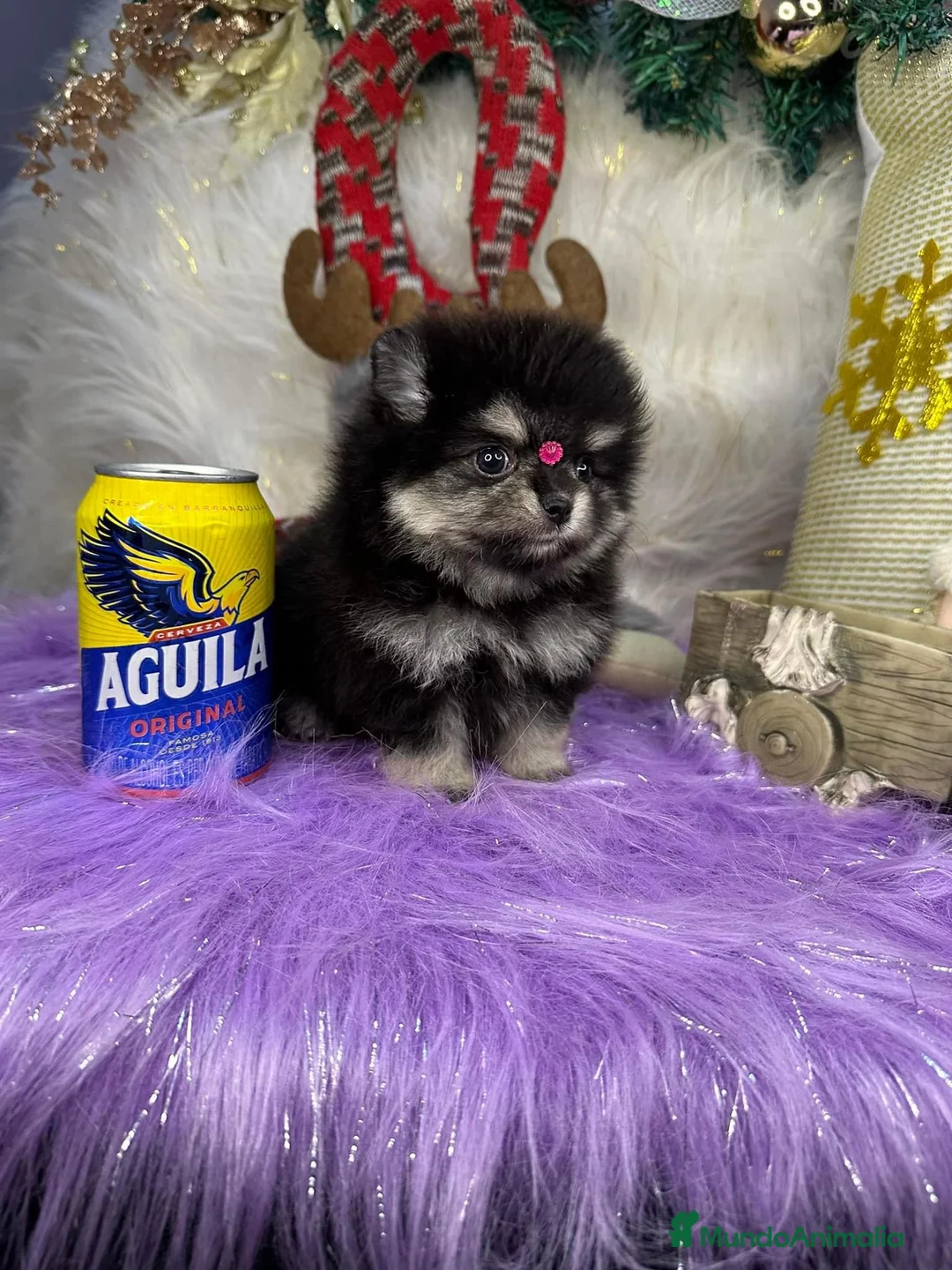 Pomerania perros en venta: POMERANIAS MINIATURA  - Anuncio 8