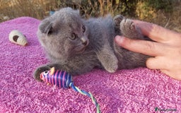 Scottish Fold gatos en venta: Gatita azul scottish fold preciosa - Imagen 1
