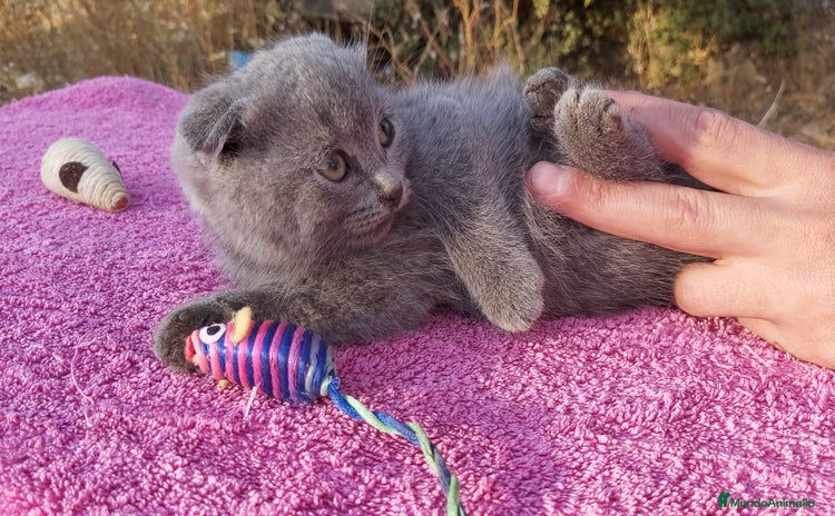 Scottish Fold gatos - Anuncio 3
