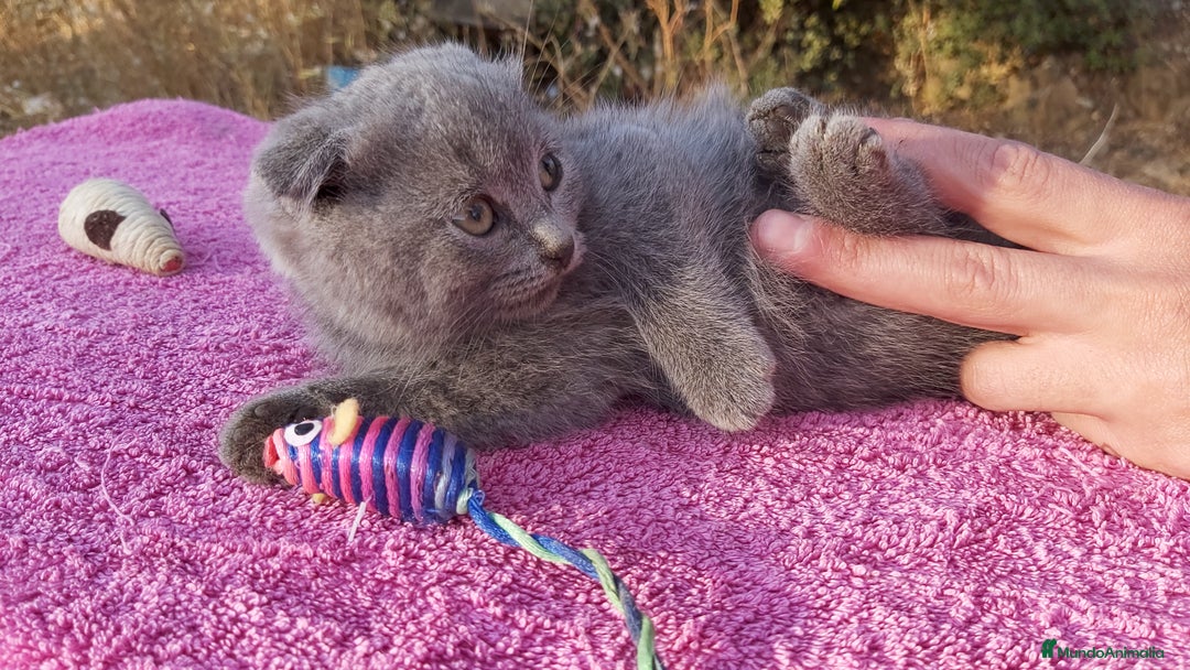 Scottish Fold gatos en venta: Gatita azul scottish fold preciosa - Imagen 1