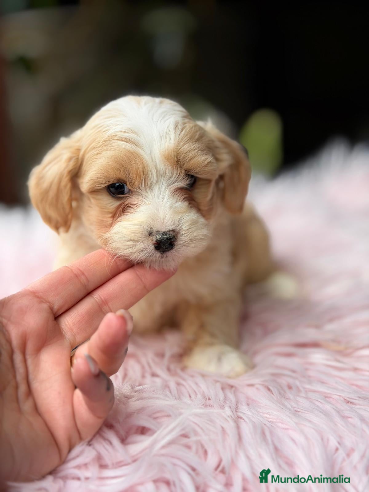 Maltipoo perros MALTIPOO TOY - Anuncio 2