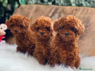 Caniche Toy perros - Anuncio 18