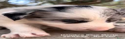 Border Collie perros en venta: BORDER COLLIE DE VILLA BIZNAGA - Anuncio 38