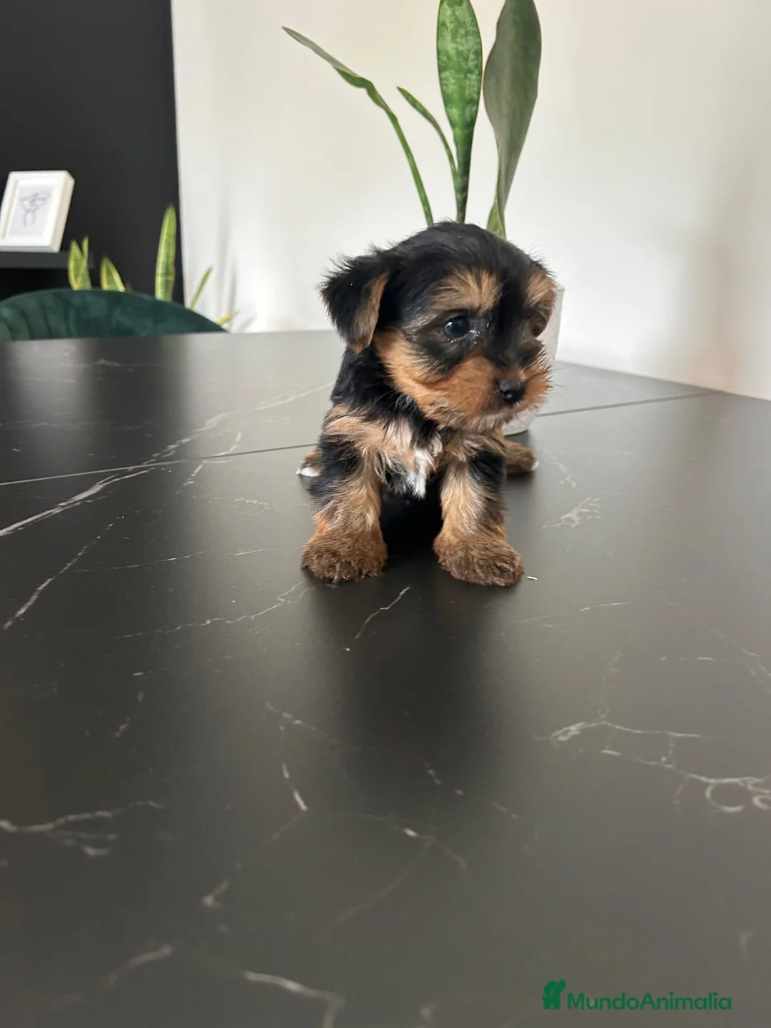 Yorkshire Terrier perros en venta: yorkshire terrier  - Anuncio 2