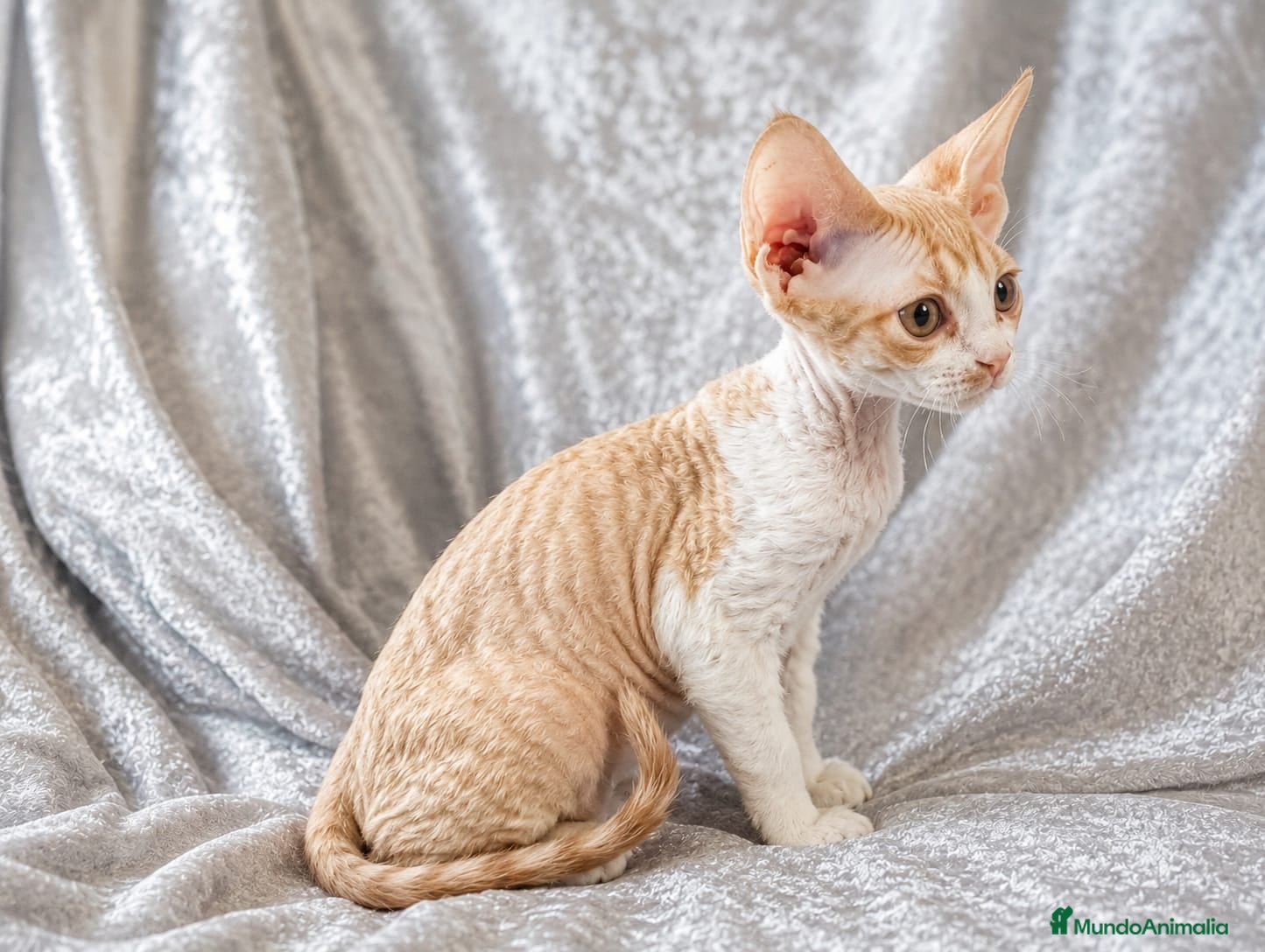 Devon Rex gatos Devon Rex hembra  - Anuncio 3