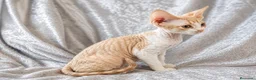 Devon Rex gatos en venta: Devon Rex hembra  - Anuncio 1