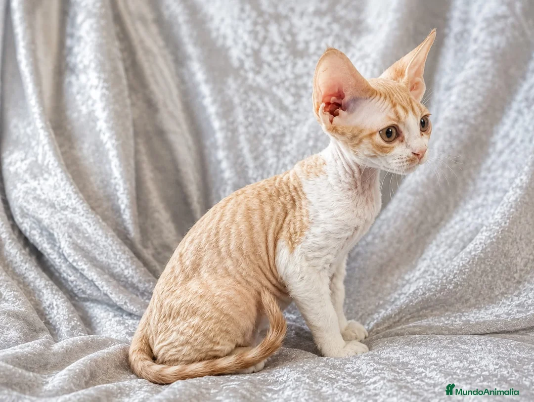 Devon Rex gatos en venta: Devon Rex hembra  - Anuncio 1