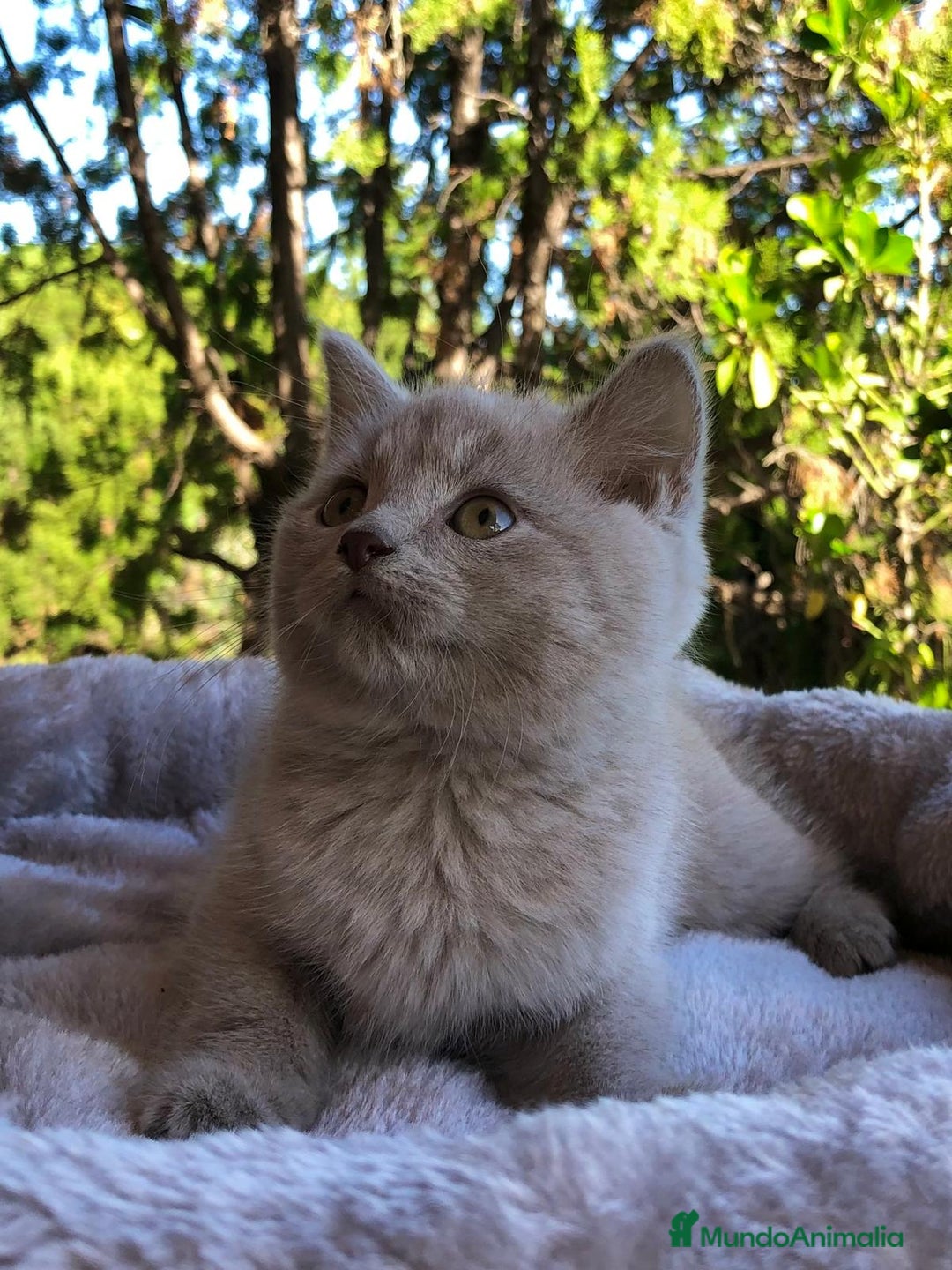 Británico de Pelo Corto gatos en venta: GATITO BRITISH MACHO - Anuncio 1