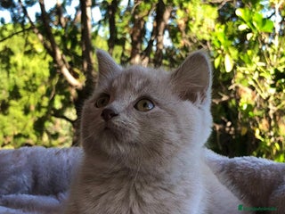 Británico de Pelo Corto gatos GATITO BRITISH MACHO - Anuncio 3