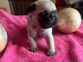 Carlino - Pug perros - Anuncio 30