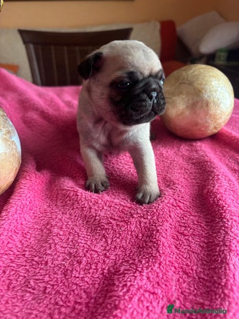 Carlino - Pug perros - Anuncio 1