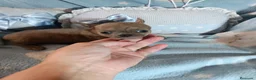 Chihuahua perros en venta: Chihuahua toy  - Anuncio 2