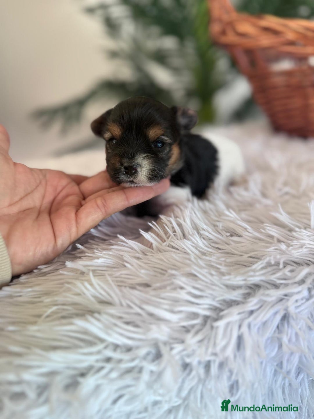 Yorkshire Terrier perros en venta: YORKSHIRE BIEWER HEMBRA - Anuncio 7