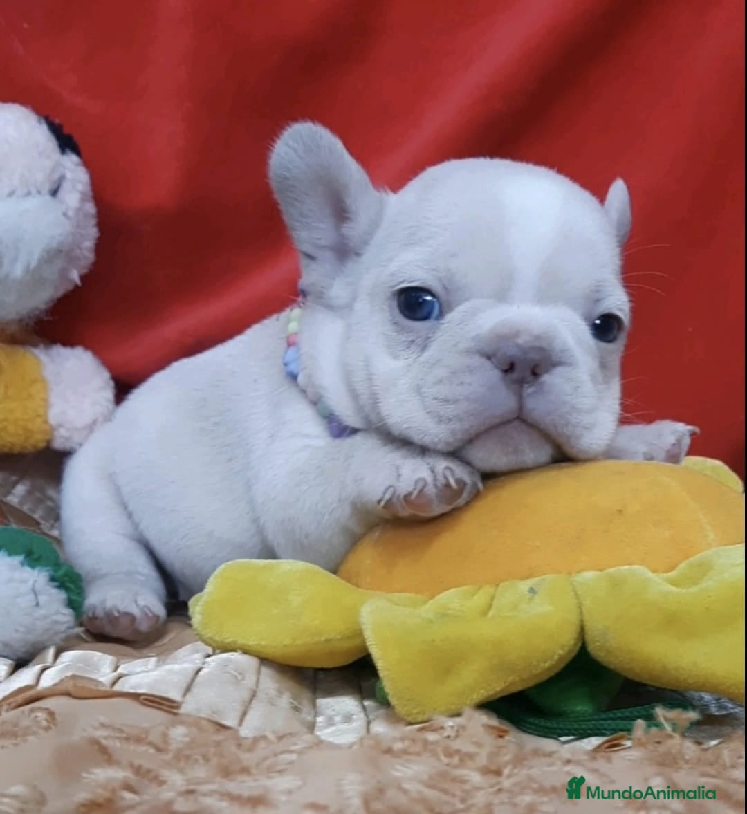 Bulldog Francés perros en venta: entra en nuestra web milcachorros.es - Imagen 8
