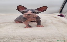 Sphynx gatos en venta: Preciosa camada de machitos - Anuncio 18