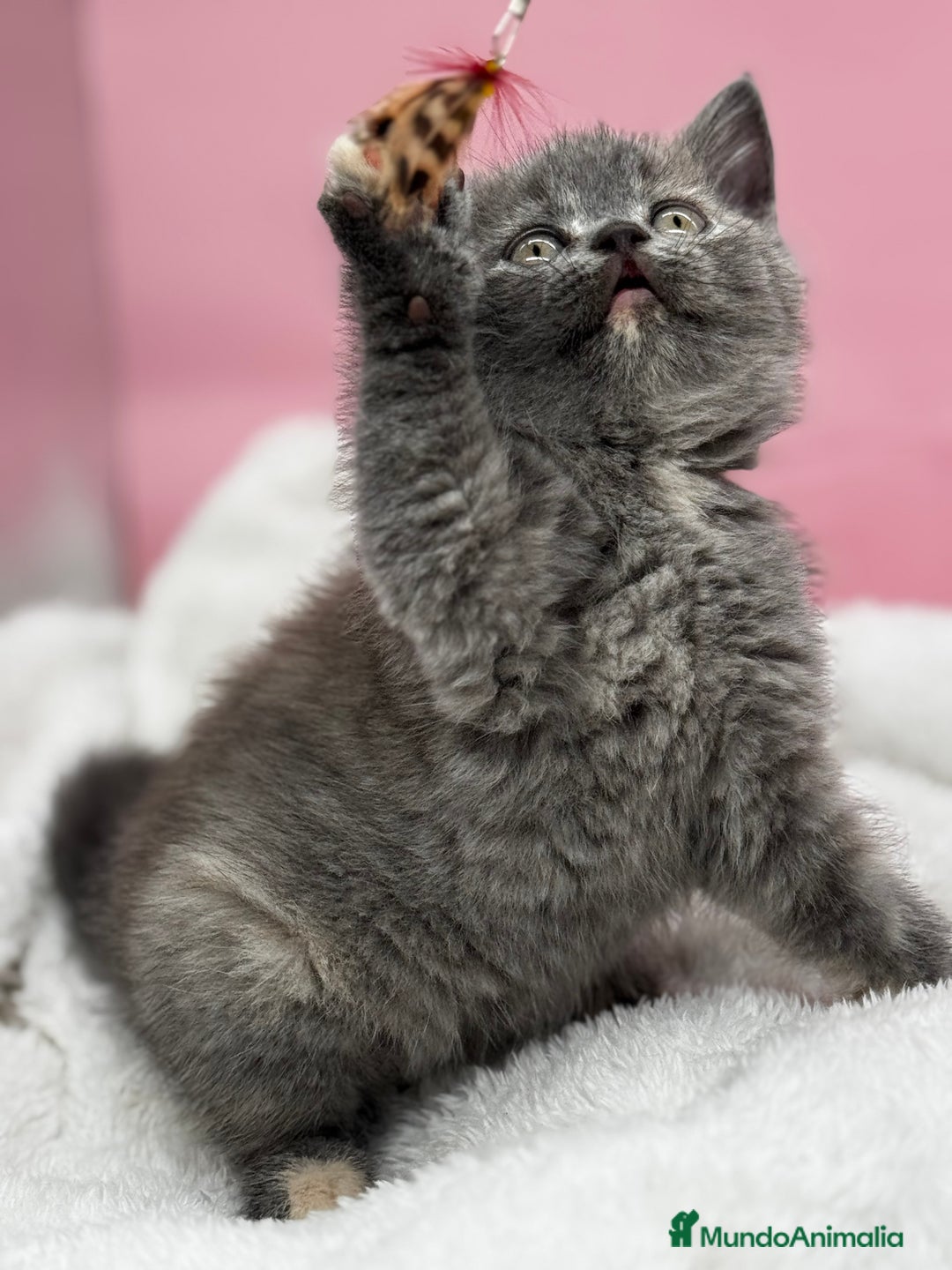 Británico de Pelo Corto gatos en venta: Última British  - Anuncio 4