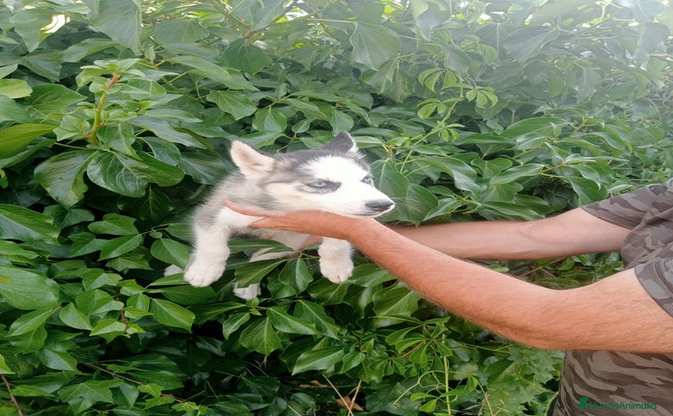 Husky Siberiano perros - Propaganda 1