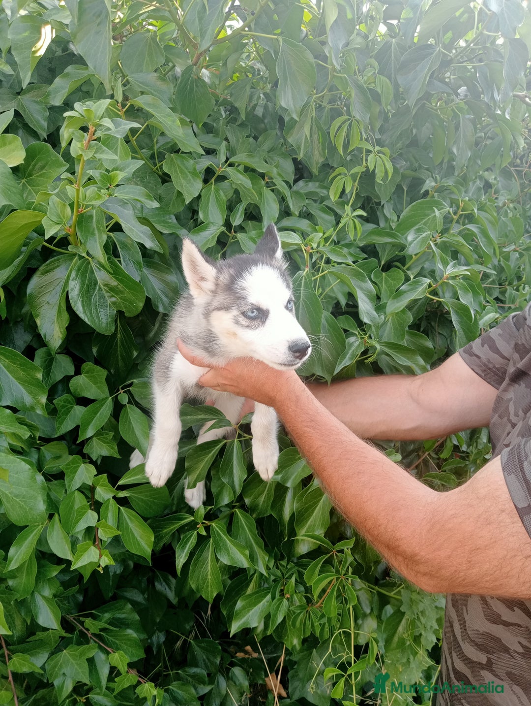 Husky Siberiano perros en venta: Hembra de husky - Imagen 1