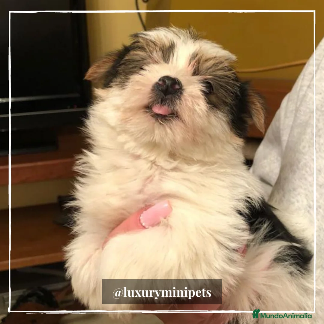 Biewer Yorkshire Terrier a la Pom Pon perros en venta: Camada de Yorkshire Biewer en Madrid - Anuncio 3