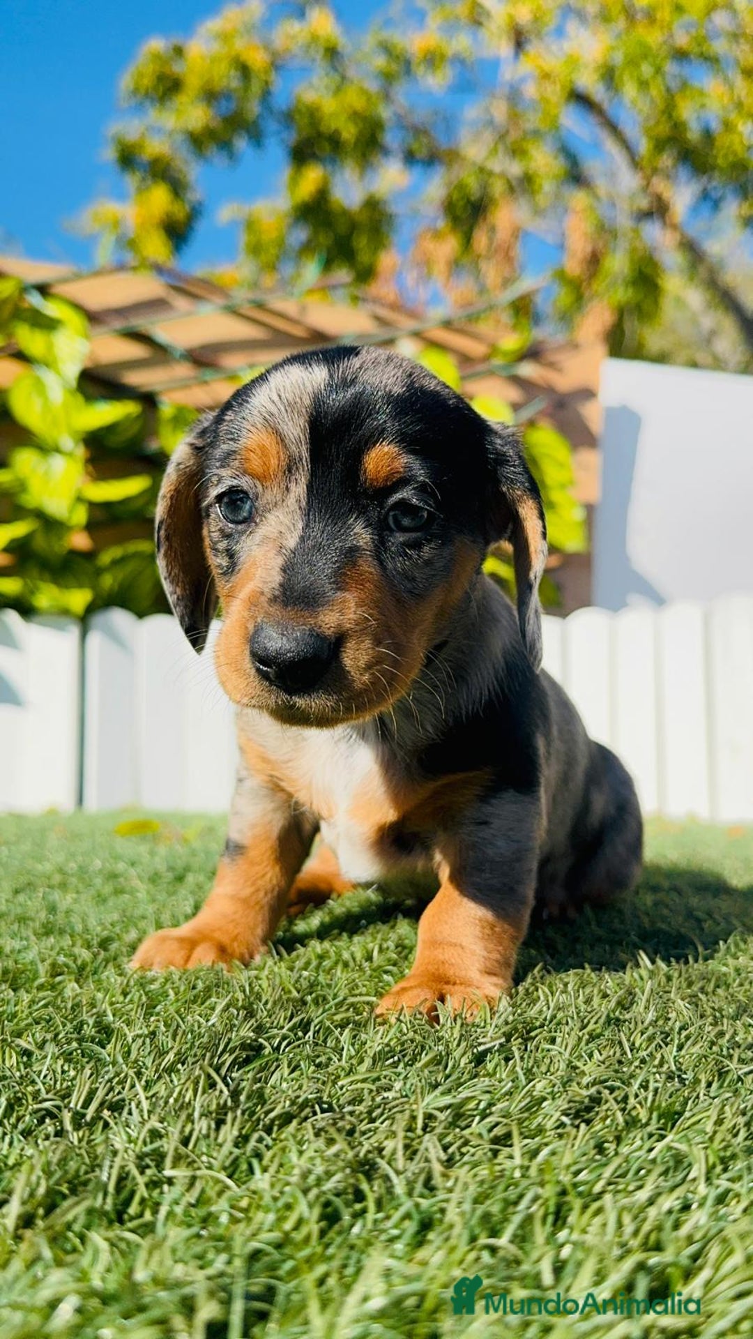 Teckel Miniatura perros en venta: TECKEL MINIATURA HEMBRA - Anuncio 6