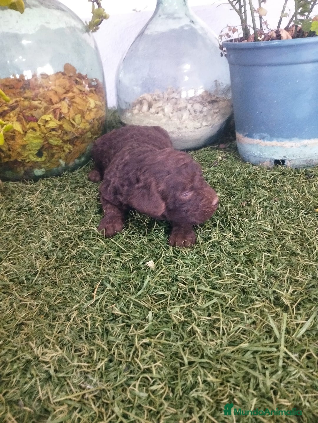 Perro de Agua Español perros en venta: Perro de aguas chocolate  - Anuncio 1