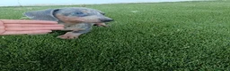Teckel Miniatura perros en venta: Exclusivos Teckel Arlequin Blue - Anuncio 4