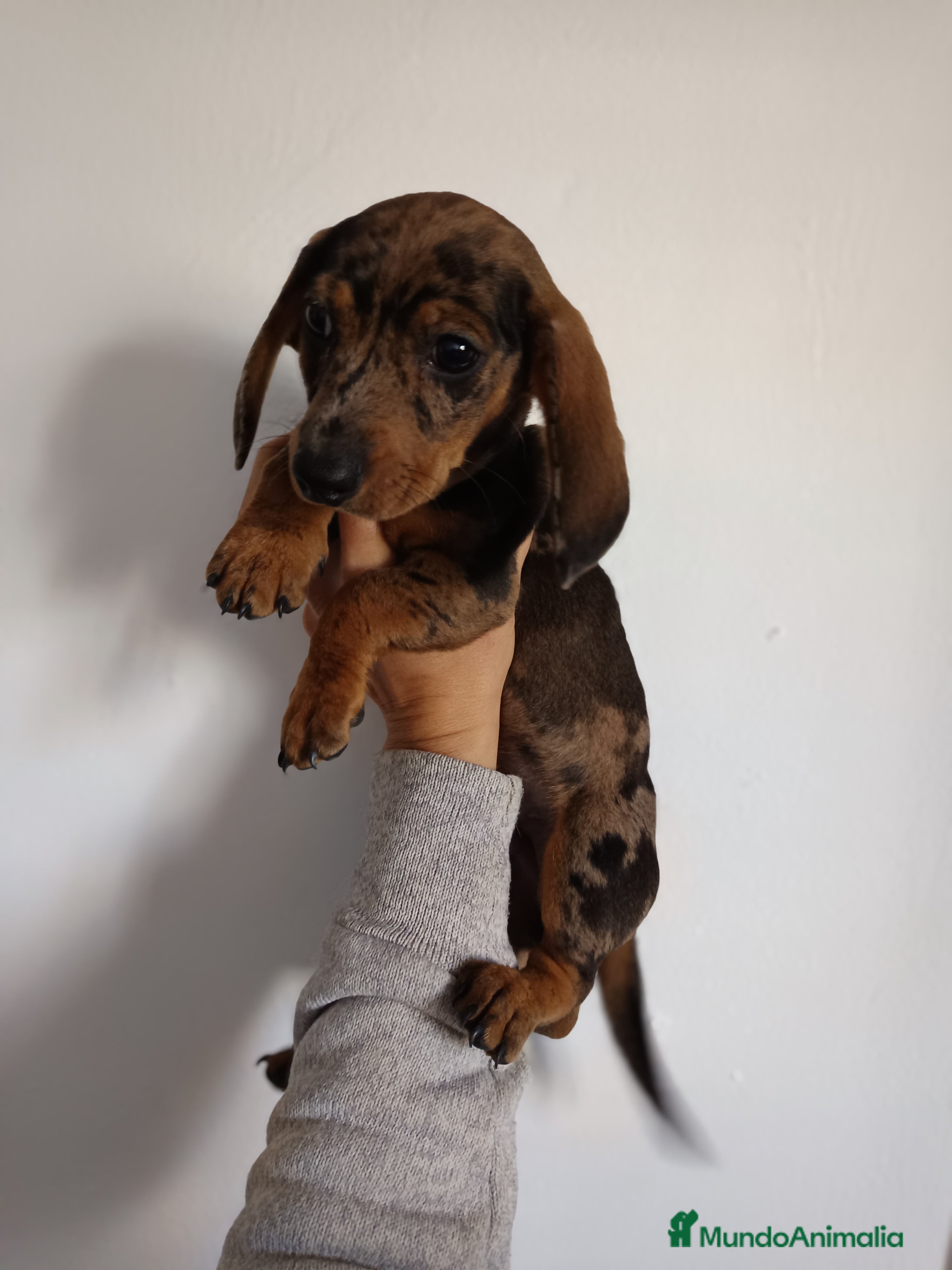 Teckel Miniatura perros Teckel miniatura en Badajoz - Anuncio 41